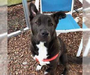 Trac - Male Staffordshire Bull Terrier-Unknown Mix Dog for Adoption - Photo #3