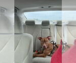 Small #22 Bullboxer Pit