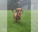 Small Photo #3 Dachshund Puppy For Sale in Sioux Falls, SD, USA