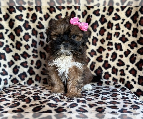 Medium Photo #9 ShihPoo Puppy For Sale in LAKELAND, FL, USA