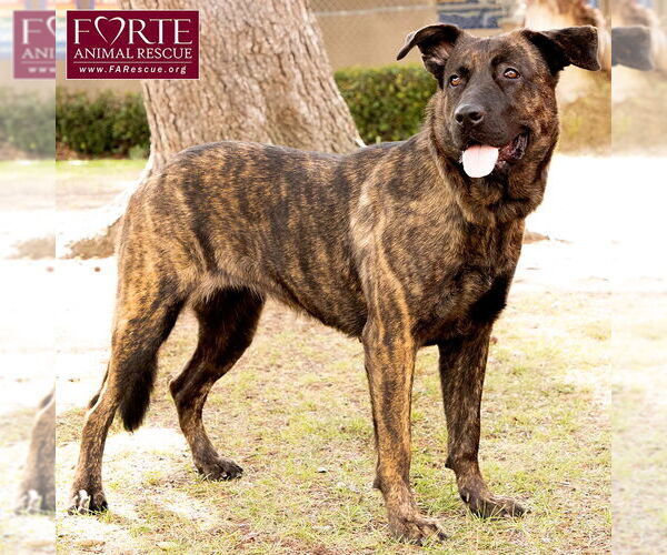 Medium Photo #5 Dutch Shepherd -Labrador Retriever Mix Puppy For Sale in Marina del Rey, CA, USA