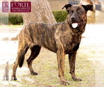 Small #4 Dutch Shepherd -Labrador Retriever Mix