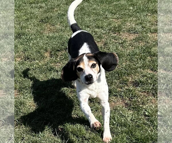 Medium Photo #2 Beagle Puppy For Sale in Batavia, OH, USA