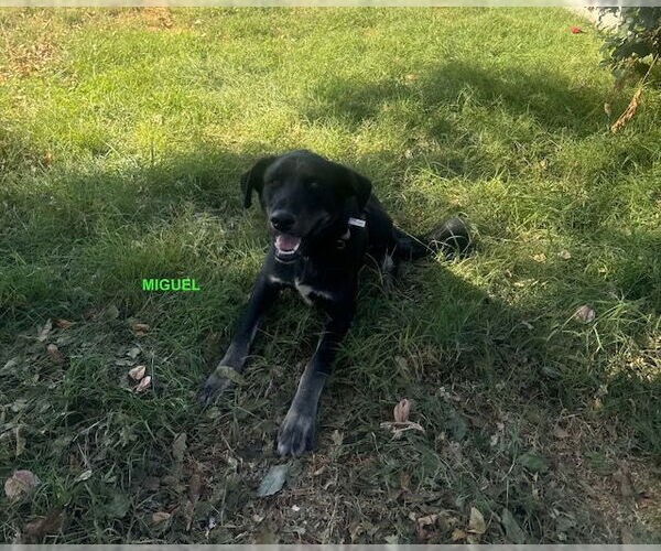Medium Photo #1 Labrador Retriever-Unknown Mix Puppy For Sale in Woodland Hills, CA, USA