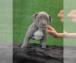 Puppy Puppy 7 American Bully