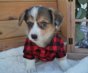 Pembroke Welsh Corgi Puppy for sale in HONEY BROOK, PA, USA