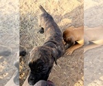 Small #27 Cane Corso