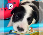 Small Great Pyrenees