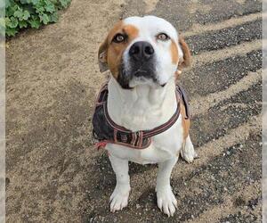 Mutt Dogs for adoption in Bakersfield, CA, USA