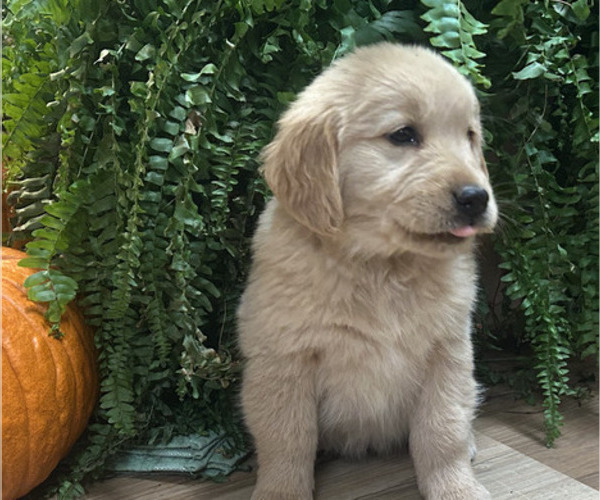 Medium Photo #13 Golden Retriever Puppy For Sale in LEAF RIVER, IL, USA