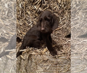 Labradoodle Puppy for sale in PORTLAND, IN, USA