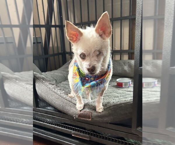 Medium Photo #2 Chihuahua-Unknown Mix Puppy For Sale in San Diego , CA, USA