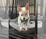 Small #1 Chihuahua Mix