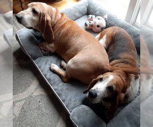Basset Hound Dogs for adoption in Deepwater, NJ, USA