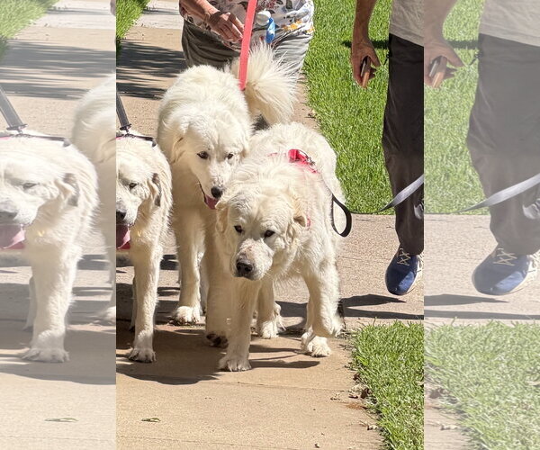 Medium Photo #5 Great Pyrenees Puppy For Sale in Dallas, TX, USA