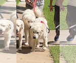 Small #4 Great Pyrenees