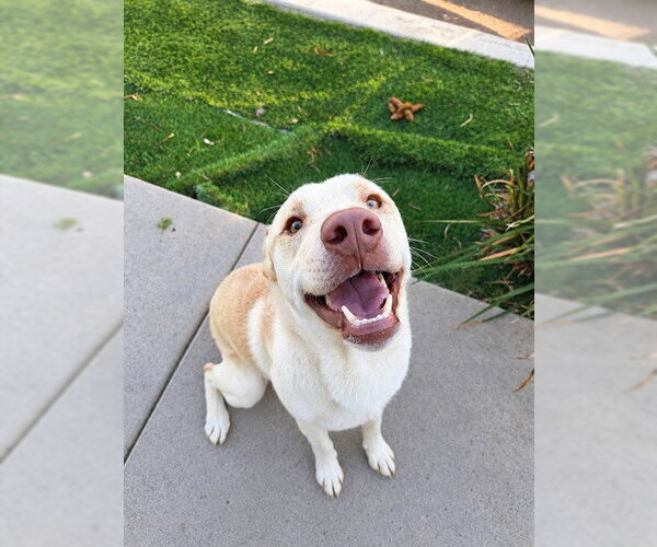 Medium Photo #1 Labrador Retriever-Unknown Mix Puppy For Sale in Chula Vista, CA, USA