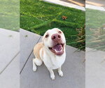 NOLAN - Male Labrador Retriever-Unknown Mix Dog for Adoption - Small photo