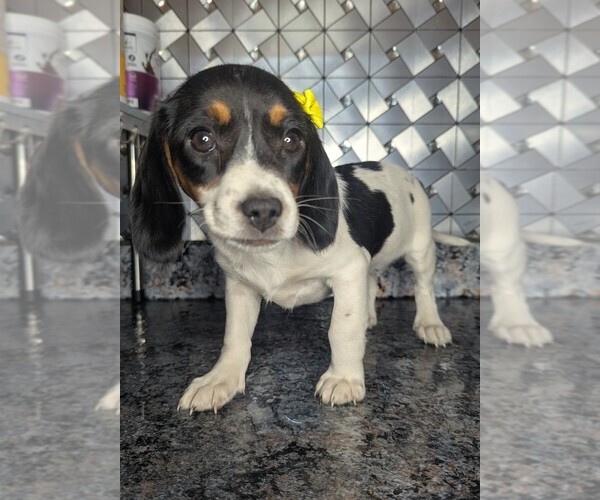 Medium Photo #5 Doxle Puppy For Sale in GOSHEN, IN, USA
