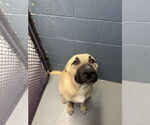 Small #4 Anatolian Shepherd Mix