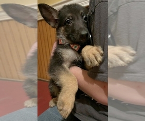 German Shepherd Dog Puppy for sale in LOS ANGELES, CA, USA