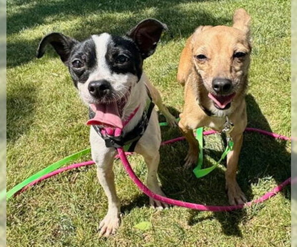 Medium Photo #2 Chihuahua-Unknown Mix Puppy For Sale in Ventura, CA, USA