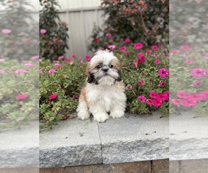 Shih Tzu Puppy for sale in CANOGA, NY, USA