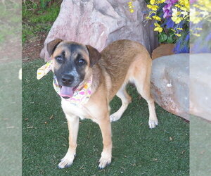 German Shepherd Dog-Unknown Mix Dogs for adoption in Oklahoma City, OK, USA