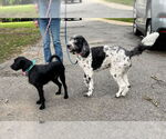 Small #4 Poodle (Standard) Mix