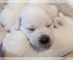 Small Photo #31 Labrador Retriever Puppy For Sale in LOGAN, UT, USA