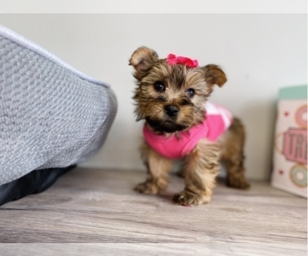 Medium Photo #2 Shorkie Tzu Puppy For Sale in JACKSON, MI, USA