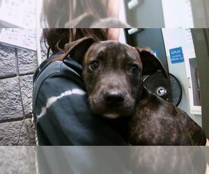 Medium American Pit Bull Terrier Mix