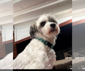 Flip - Male Shih Tzu-Unknown Mix Dog for Adoption - Photo #3