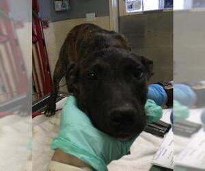 Mutt Dogs for adoption in Riverside, CA, USA