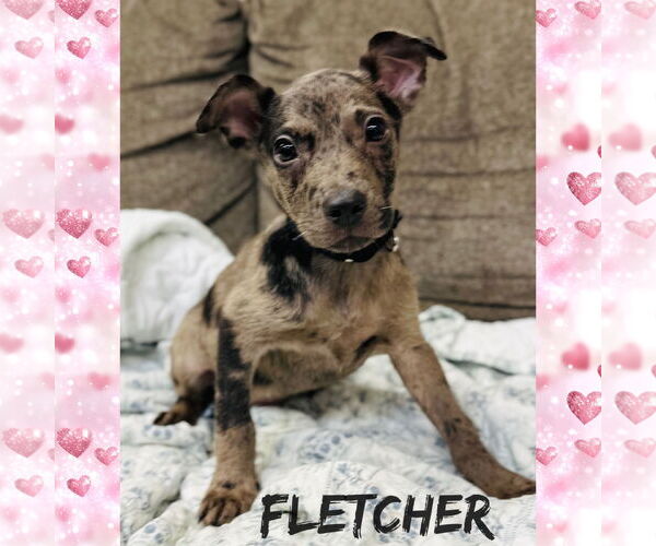 Medium Photo #1 Catahoula Leopard Dog-Unknown Mix Puppy For Sale in Rockaway, NJ, USA