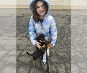 CHICO - Male Miniature Pinscher-Unknown Mix Dog for Adoption - Photo #2