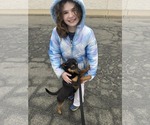 Small #1 Miniature Pinscher Mix