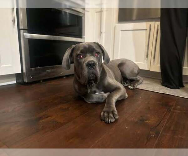 Medium Photo #2 Mutt Puppy For Sale in Jackson Township, NJ, USA