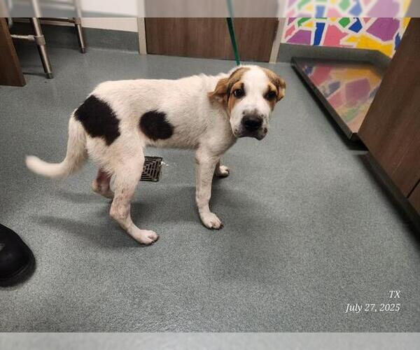 Medium Photo #1 Chinese Shar-Pei-Plott Hound Mix Puppy For Sale in Baytown, TX, USA