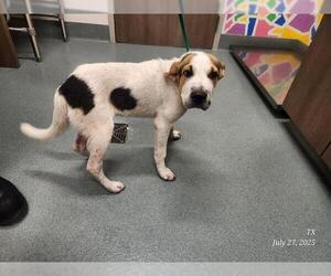 Chinese Shar-Pei-Plott Hound Mix Dogs for adoption in Baytown, TX, USA