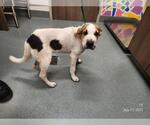 Small Chinese Shar-Pei-Plott Hound Mix