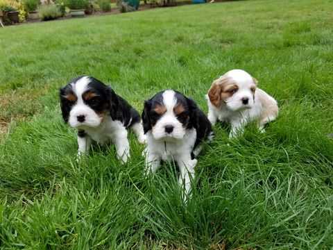Medium Photo #1 Cavalier King Charles Spaniel Puppy For Sale in SALEM, OR, USA