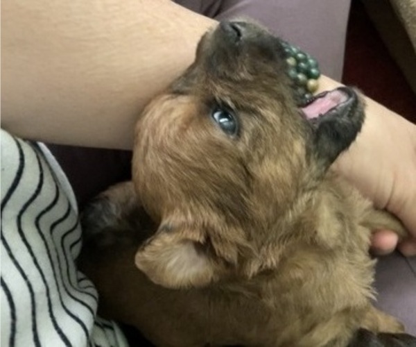 Medium Photo #15 Poocan Puppy For Sale in FAIR OAKS, CA, USA