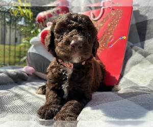 Aussiedoodle-Goldendoodle Mix Puppy for sale in SAINT CLOUD, FL, USA
