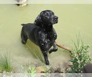 Mother of the German Shorthaired Pointer puppies born on 04/30/2026