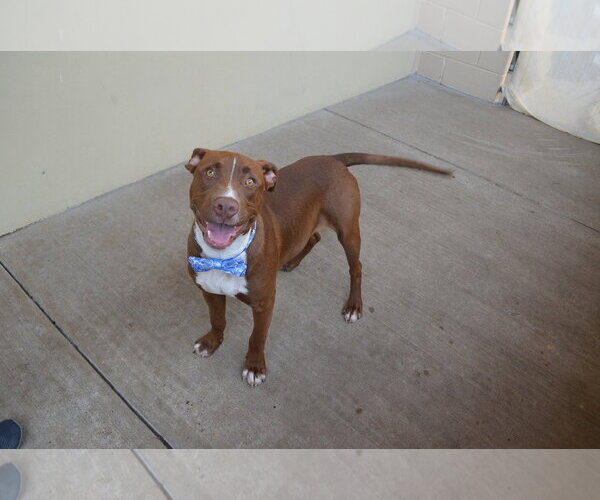 Medium Photo #3 Mutt Puppy For Sale in McKinney, TX, USA
