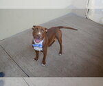 Small #2 Mutt