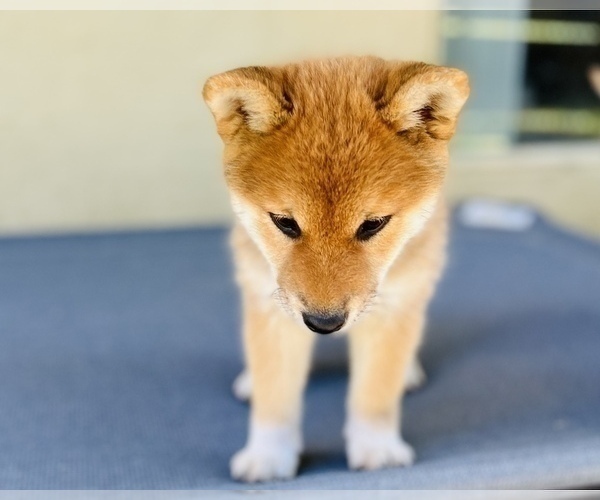 Medium Photo #68 Shiba Inu Puppy For Sale in FREMONT, CA, USA