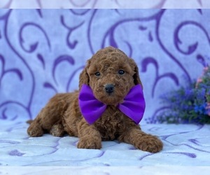 Poodle (Toy) Puppy for sale in LANCASTER, PA, USA