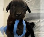 Small Labrador Retriever Mix